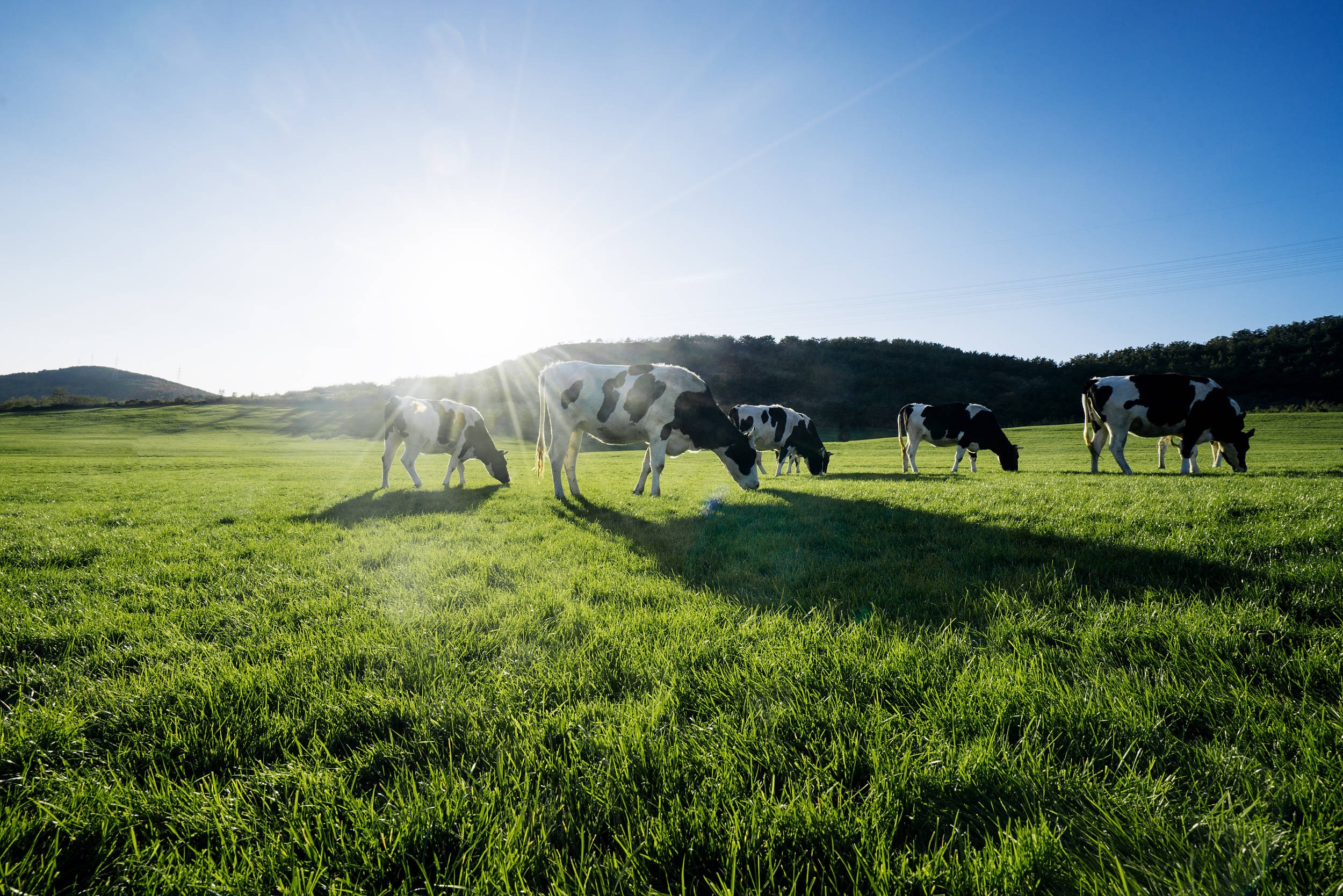 伊利金领冠塞纳牧"冠军圆桌派"直播开播 携手刘璇为品质奶粉加冕