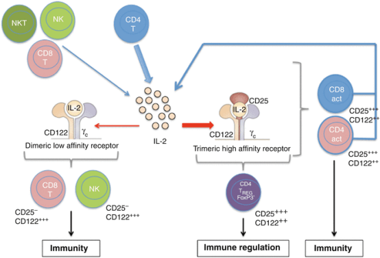 白细胞介素2的工程化改造设计之路