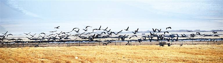 承德海留图国家级湿地公园迎来迁徙候鸟