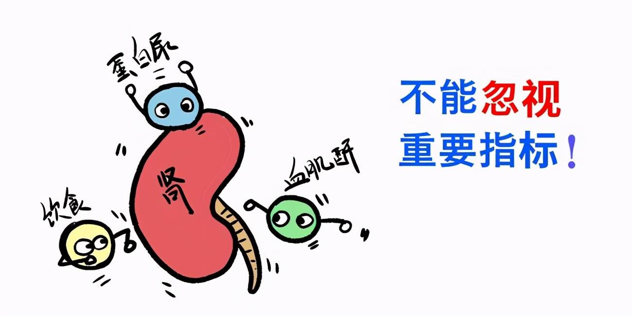 出现三高一低赶紧查查尿常规谨防是肾病