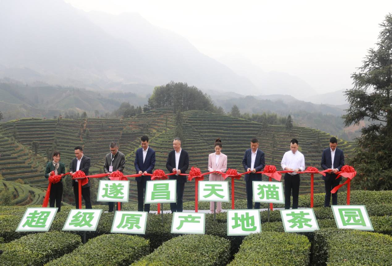 文化加持 数字赋能，遂昌茶产业“华丽转身”撬动乡村“蝶变”