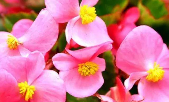 四季海棠花的养殖方法 阳光