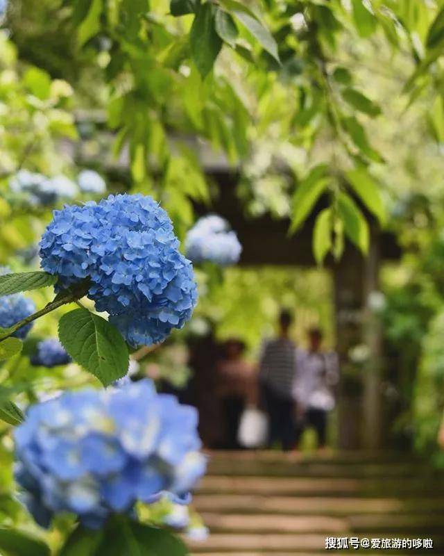 日本最美紫阳花观赏指南 带你开启一场仲夏夜之梦 地址