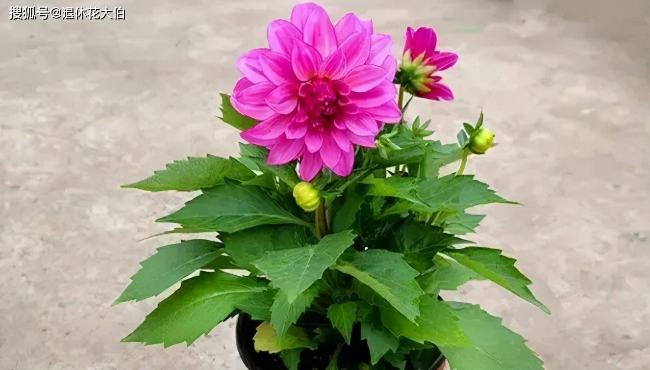 愿家里盆栽四季开花?甭错过小丽花,颜值高,好打理