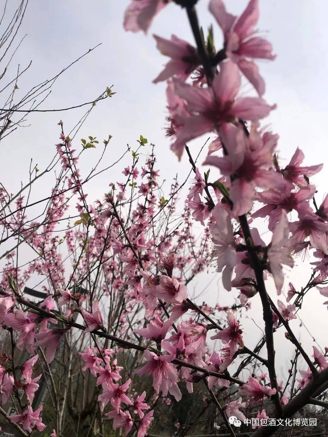 春天之美 | 花月来临，浦城印象小密春色满园关不