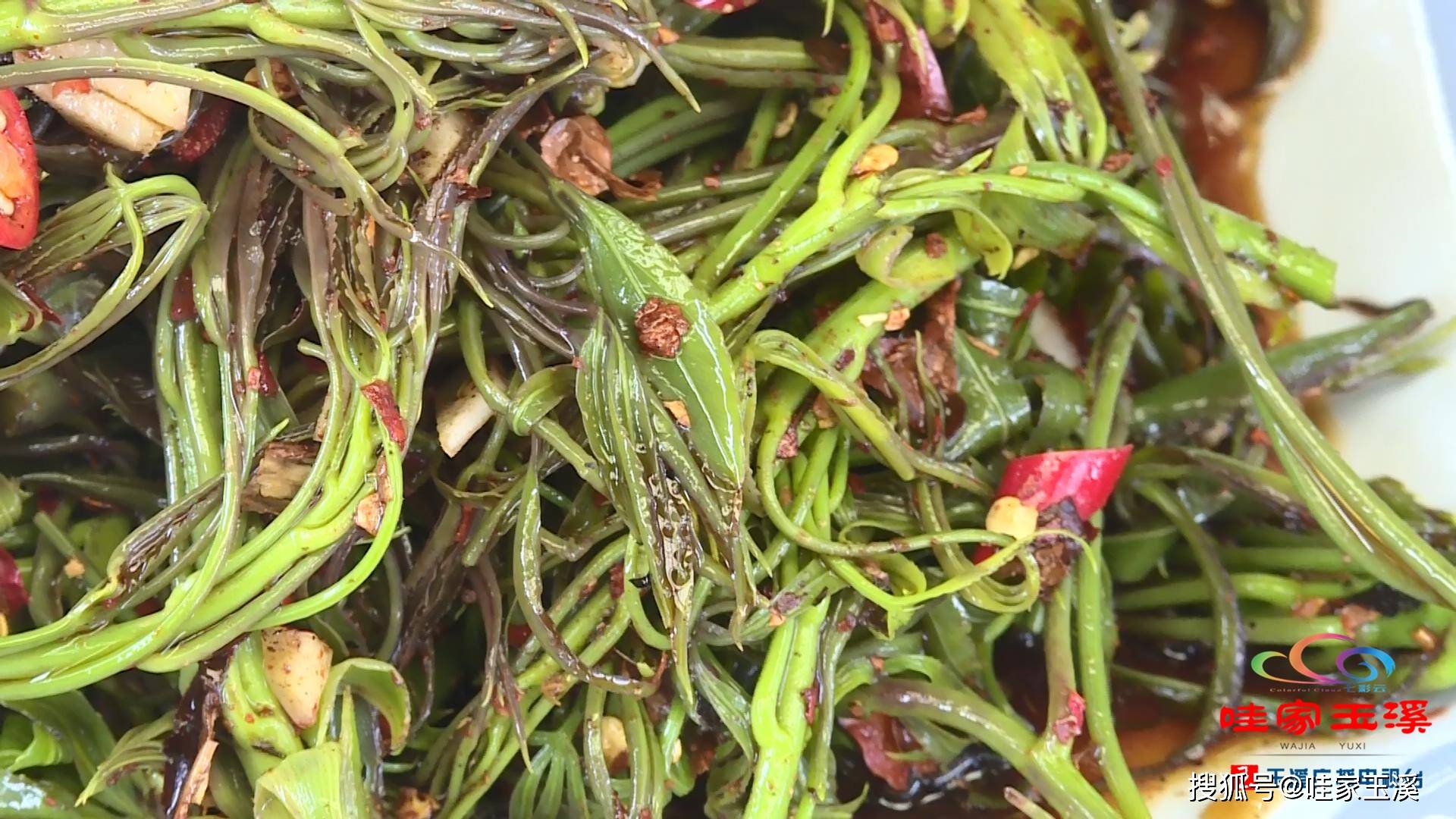 梁王茶吐新芽 采摘尝鲜正当时