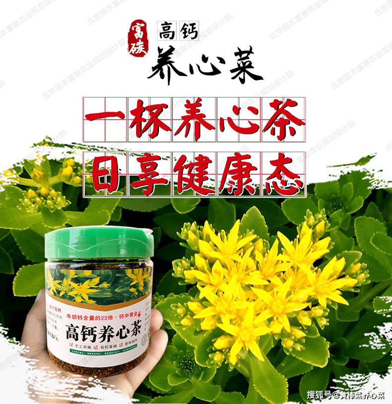 富碳高钙养心菜多元应用篇制茶