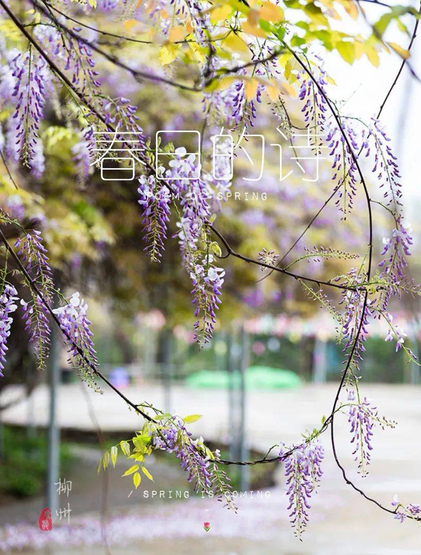 春日免费赏花好去处，广西有个紫藤花农庄，100%能拍大片