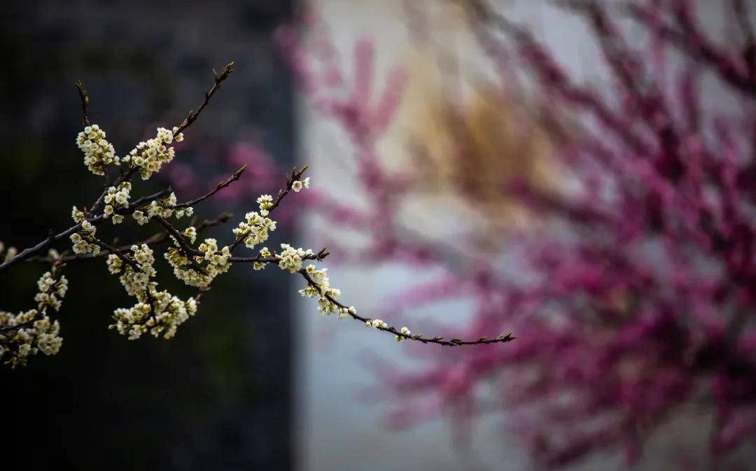 美的干净 这个古城的春天 百花与城相衬 现在去刚刚好 台儿庄