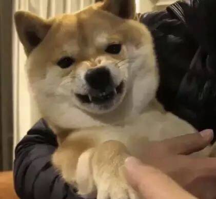 柴犬一摸頭就溫順，一摸它爪子就炸毛，難道是有什麼神秘開關？ 萌趣萌寵 第1张
