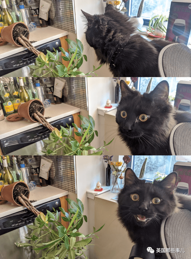 画可可爱爱的小猫咪 da1310fd120346a68c6b5a75efbe6ea0.png