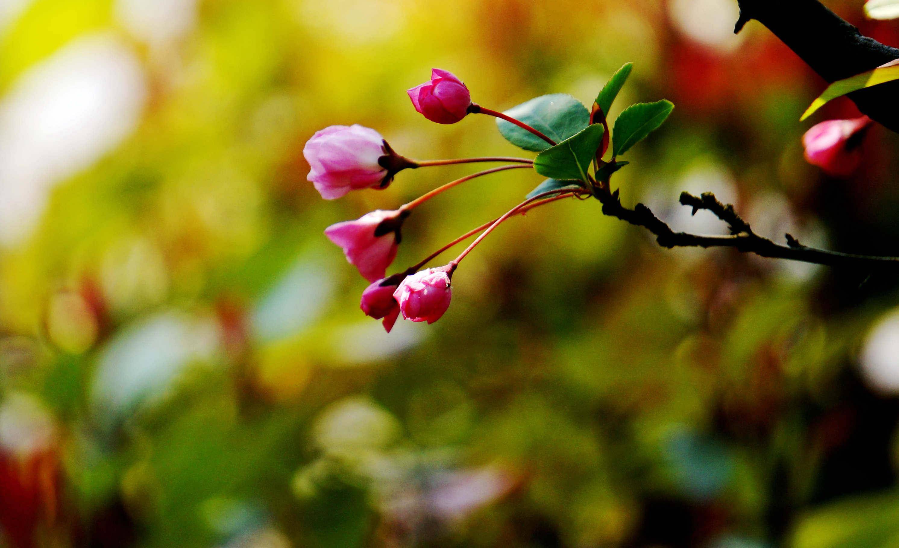 玉兰,迎春,菜花一一开放,而最让我欣喜的还是海棠压枝,繁花怒放,娇艳
