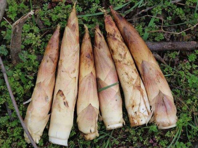 笋是怎么长的 688d260a241f47bba5b5933eba40978f.jpeg