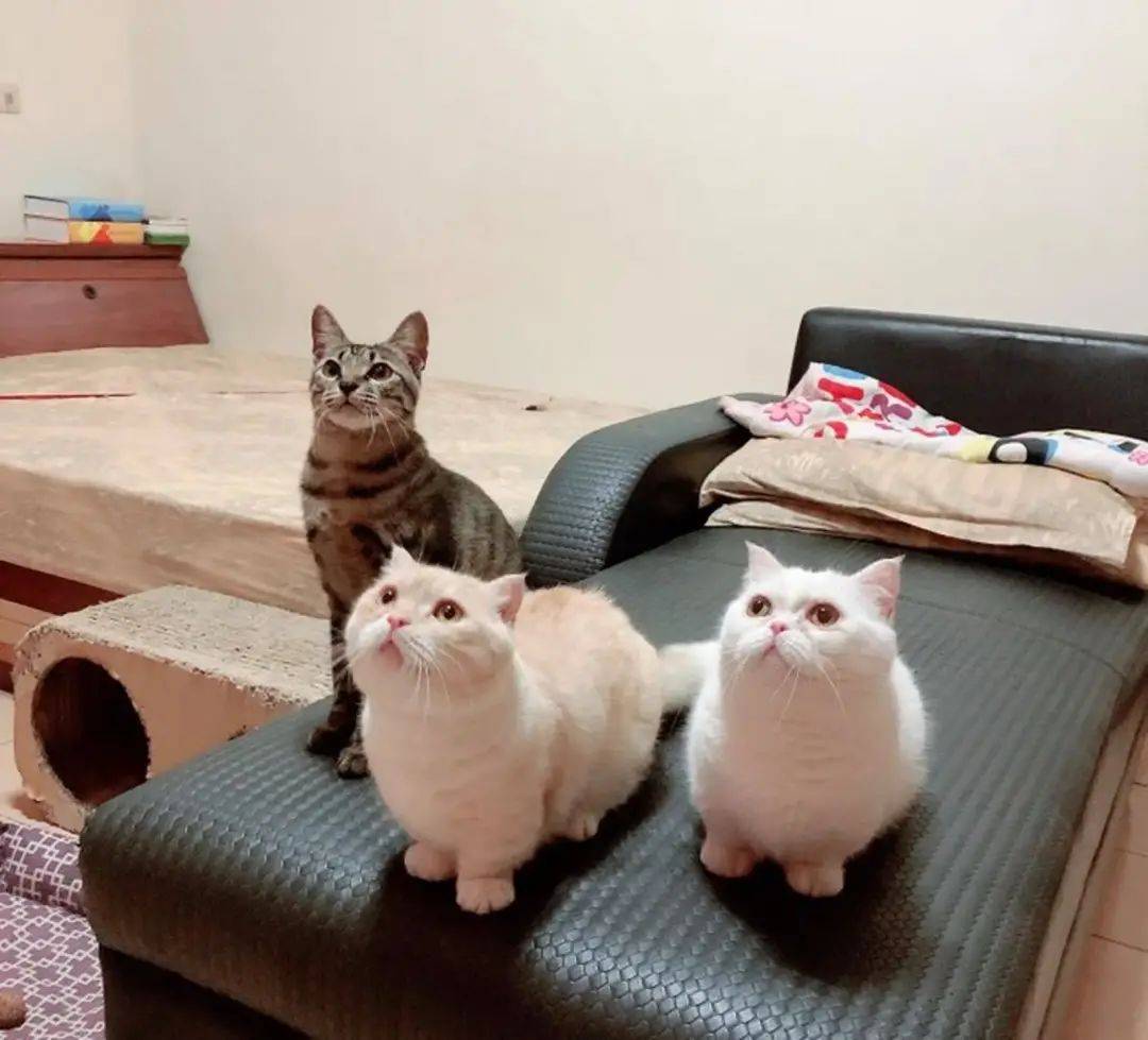 养5只猫咪 却放了9个猫砂盆 真相让人哭笑不得 沈先生