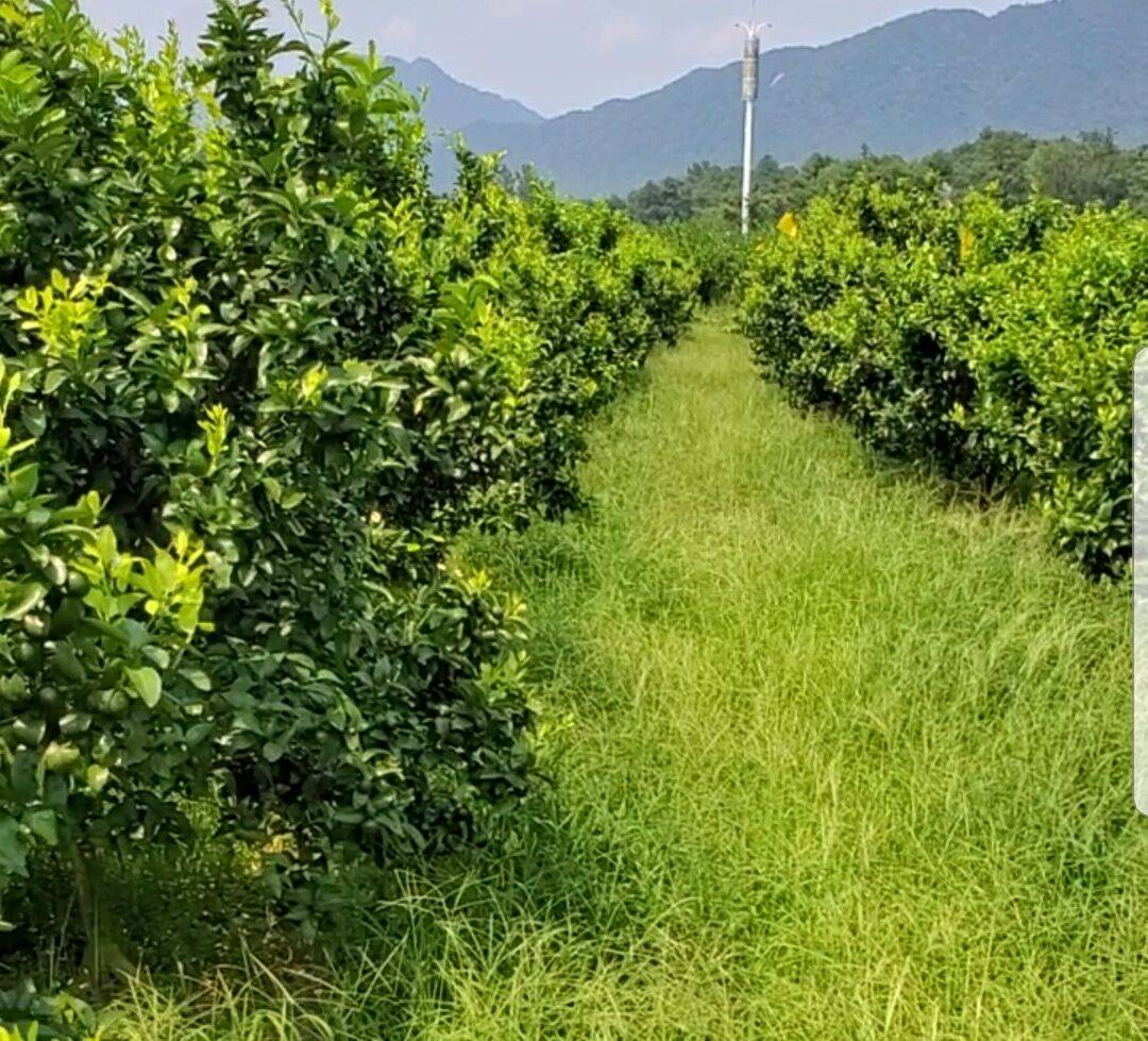 原創別急著除草,柑橘果園生草栽培好處多,但不是每種草都適合!