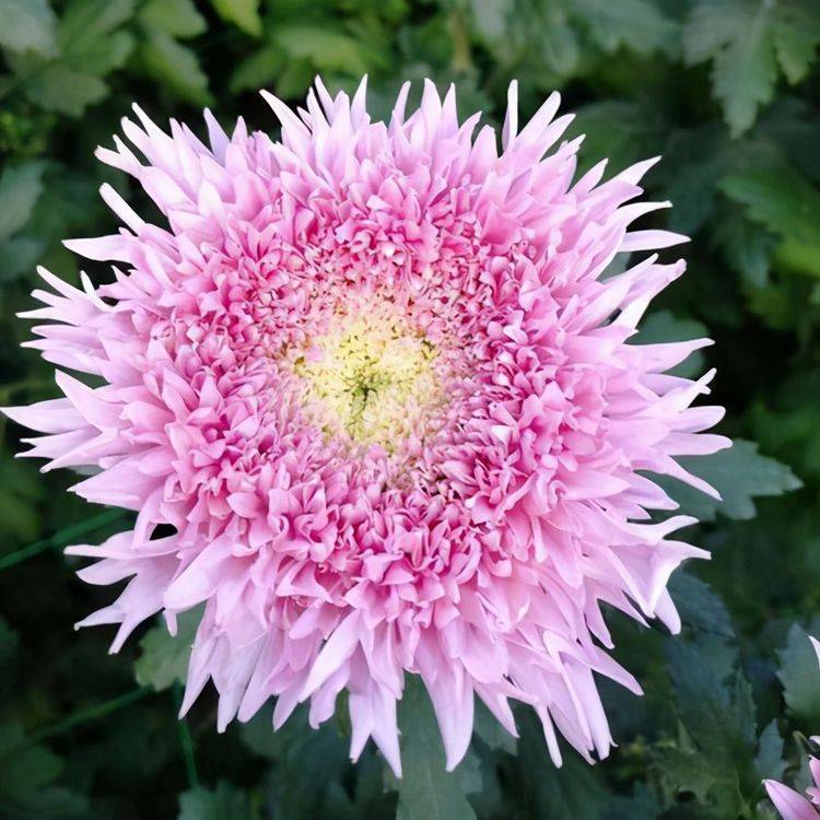 原创一种菊花开花粉嫩嫩远看毛茸茸的颜值高太可爱了名叫泰迪菊