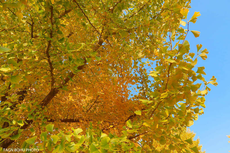 北京市区银杏树叶子都变成了金黄色，如同一只只金色的蝴蝶在翻飞