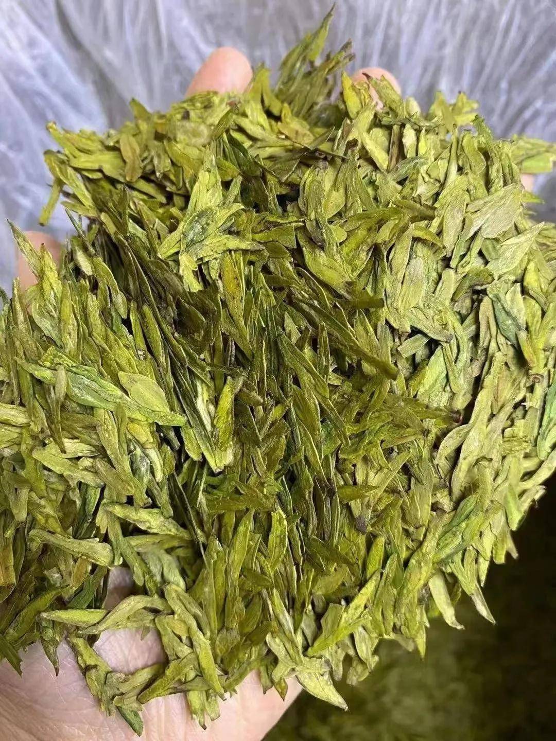 群体种龙井到货品饮春天