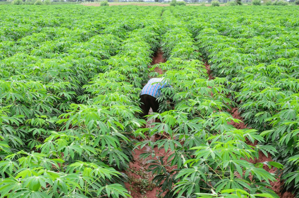 巴西的这种"有毒植物",移植后却成了抢手货