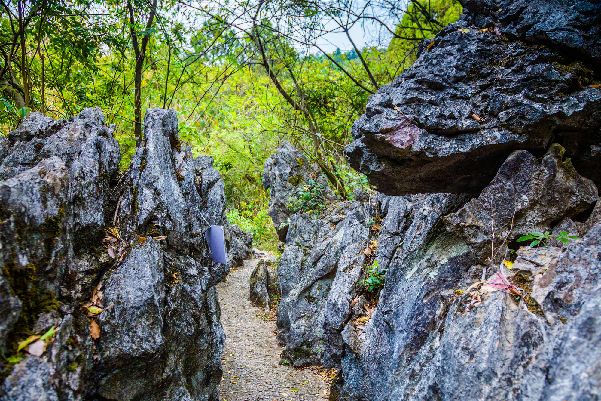 很多地方的石林寸草不生广东清远市阳山县神锋关的石林树木遮天