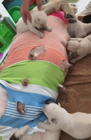 原创主人给母狗自制喂奶衣防止肚皮被抓伤好看又实用