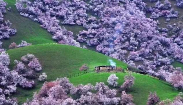 不到伊犁不知道新疆有多美，春天的伊犁漫山都是浪漫！
