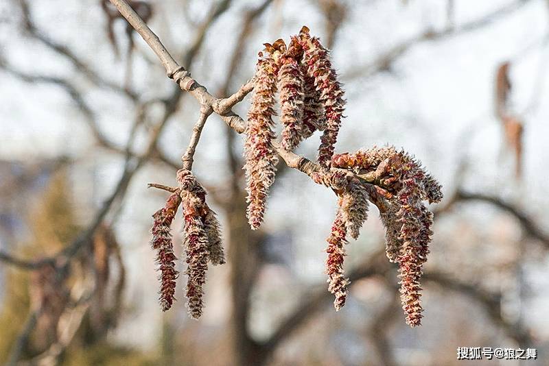小提示:杨树花是纯天然美味野菜,不过杨树花味苦性