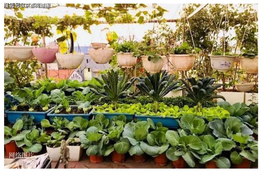 城市小菜园 可享下班种菜之乐 脏乱差等顽疾却要及早预防 种植