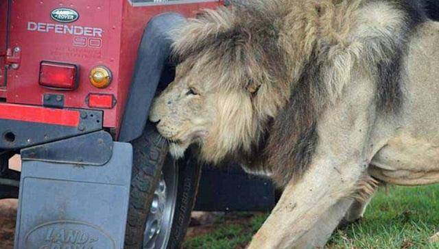 狮子为什么基本不会攻击车上的摄影师和游客？