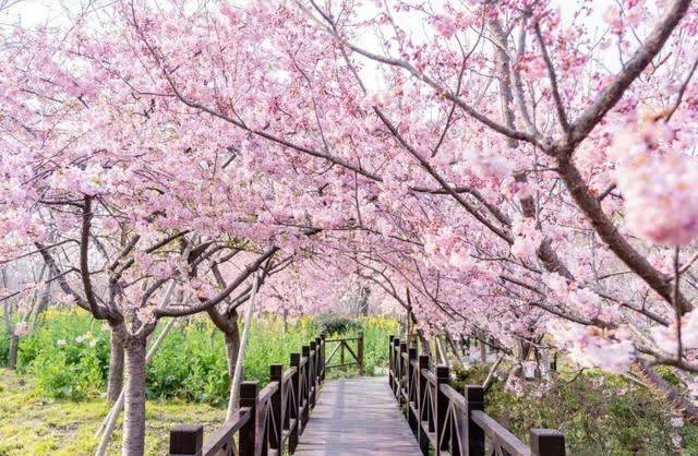 三月赏花去哪里！上海这个公园不要错过，千亩樱花盛开，适合踏春