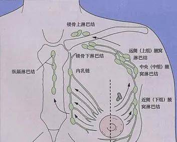 女人的腋下淋巴图图片