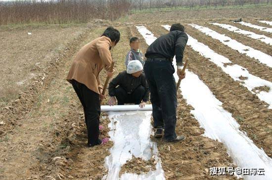 棉花往事 种棉花 摘棉花 还有那六个油棉厂 惠民县