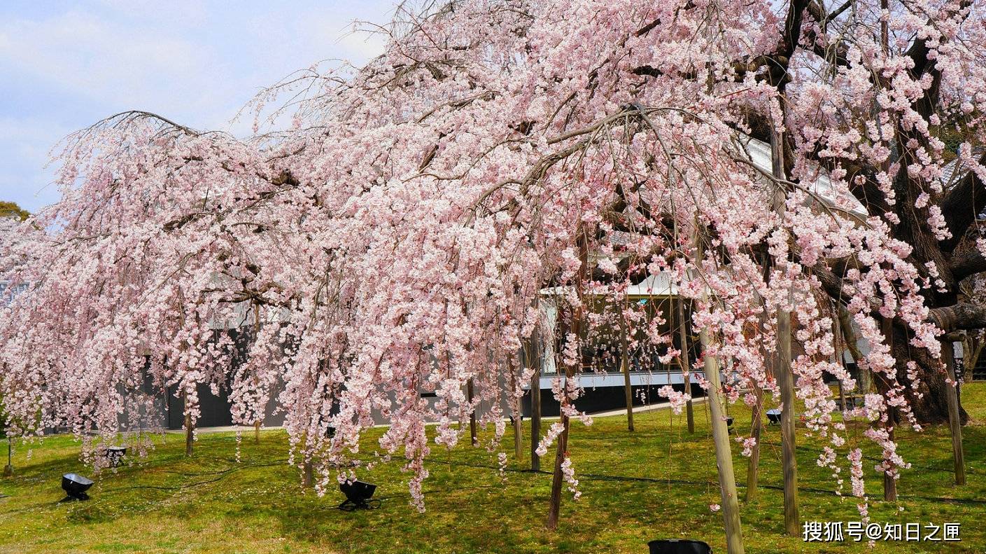 染井吉野樱花基地