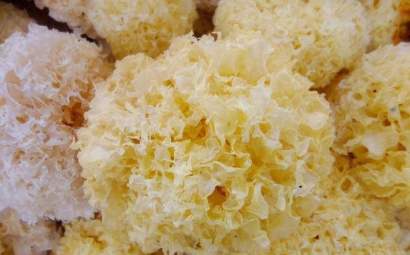 银耳怎么做才能快速出胶 ac7c65fa17da4eb49fe037bcf876563a.jpeg