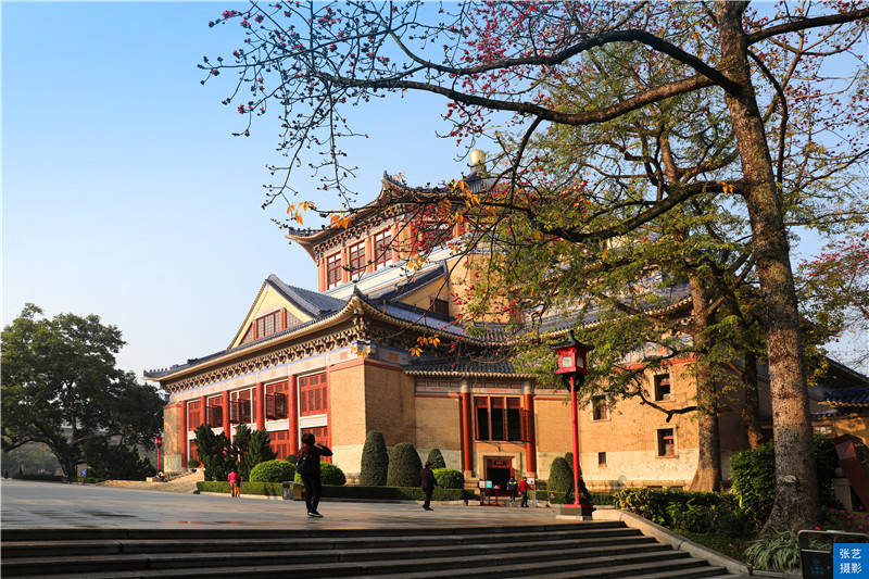 木棉报春早 红遍英雄城，广州中山纪念堂藏着一棵350岁木棉王