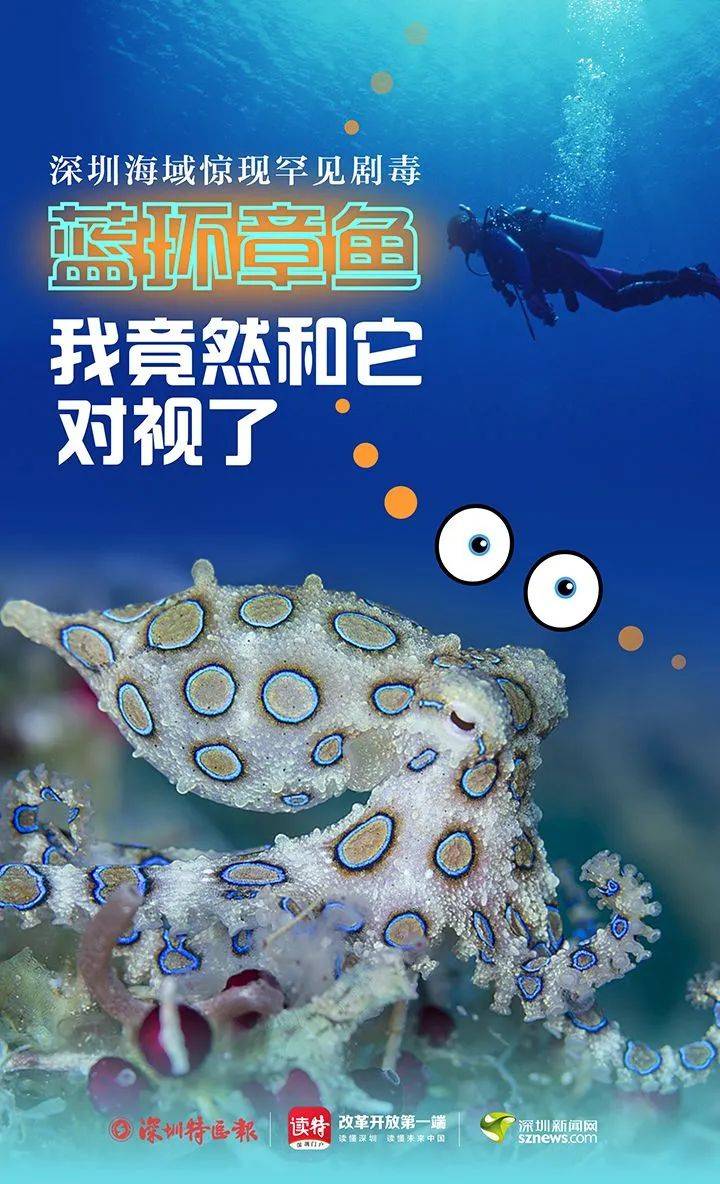 深圳海域惊现罕见剧毒蓝环章鱼我竟然和它对视了