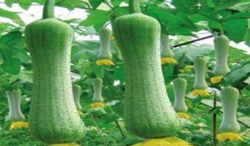 丝瓜的功效与作用能治什么病 1a78a7d2b84848b2b45d9517036ffec3.jpeg