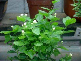 盆栽花卉什么时候施肥 71fe1580436d41c396b6b69aabff2932.jpeg