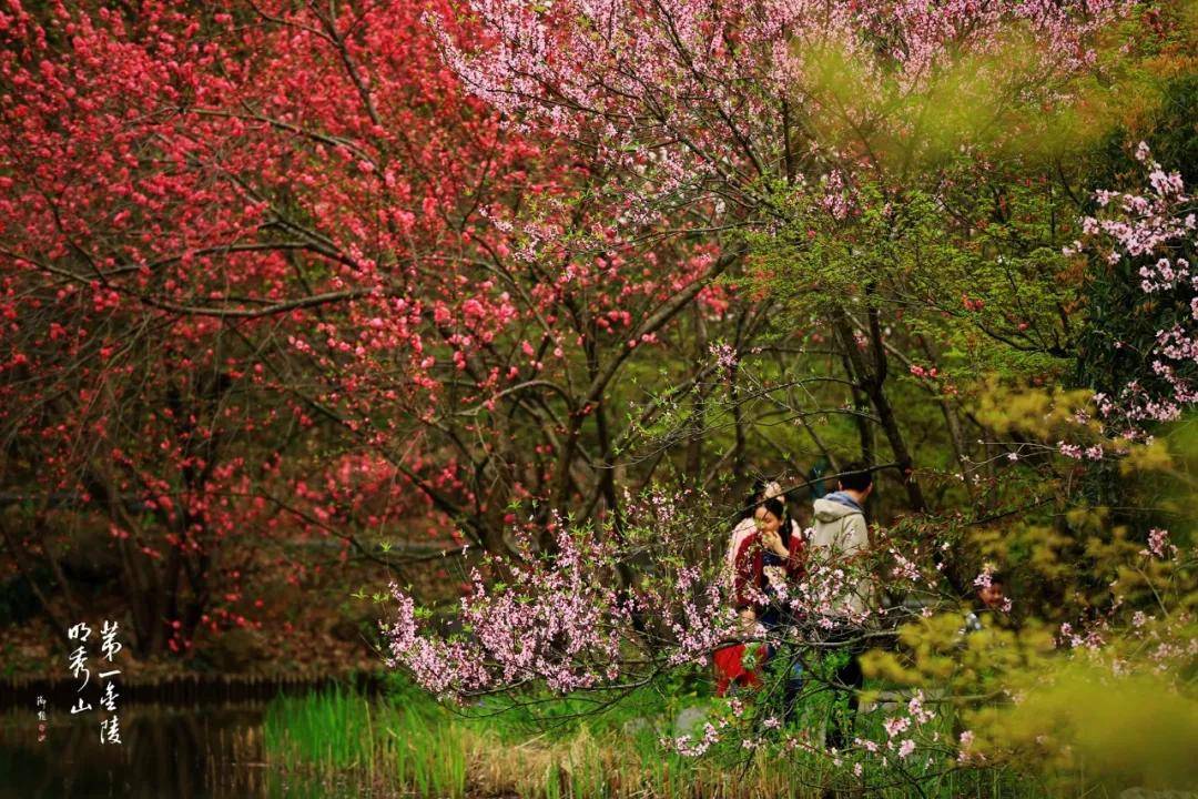 水韵江苏|南京周边游，桃花、樱花、芝樱盛放，自驾去花花世界！