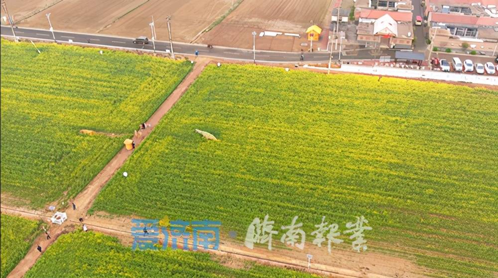 千亩花海扮靓沿黄生态槐荫吴家堡油菜花采风季花漾来席