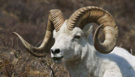 农村俗语女人羊泪汪汪男人羊旺旺旺有什么深意吗