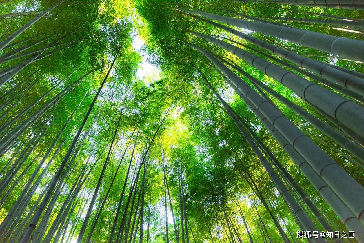 清晨7点的京都竹林小径，享受空无一人的美丽与宁静！