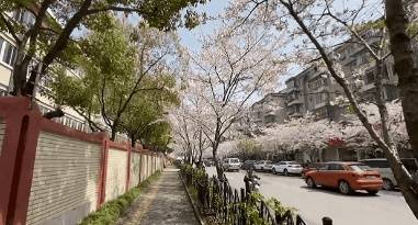 春光无限好！宝山这条“落花不扫”的道路迎来了一年中最美的时节~