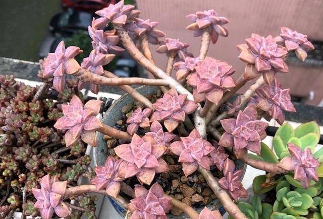 与紫乐和淡雪齐名的多肉阿伦培 颜色粉紫易群生成老桩 皮实好养 土壤
