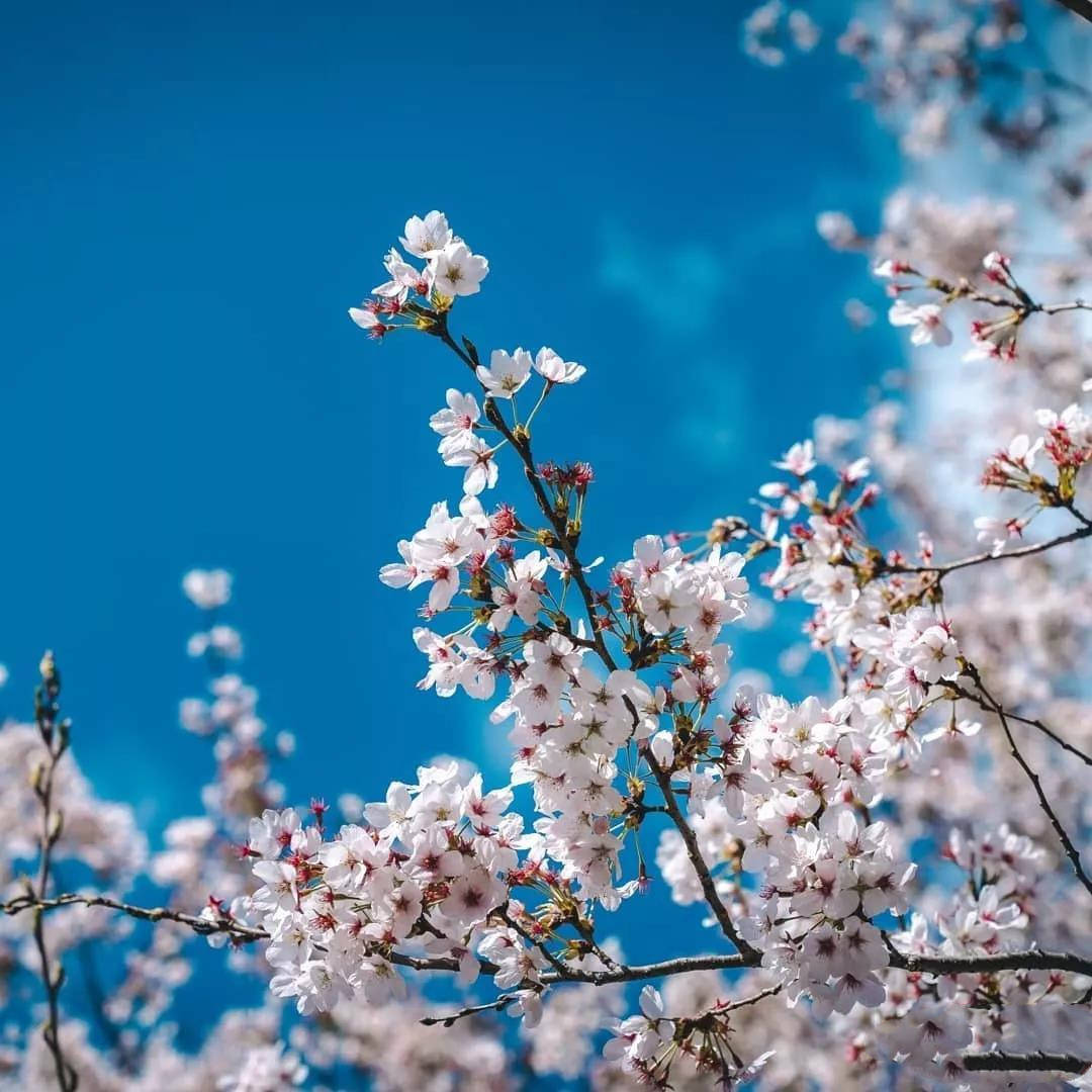 韩国最美樱花季！史上最全赏樱胜地全在这里哦！