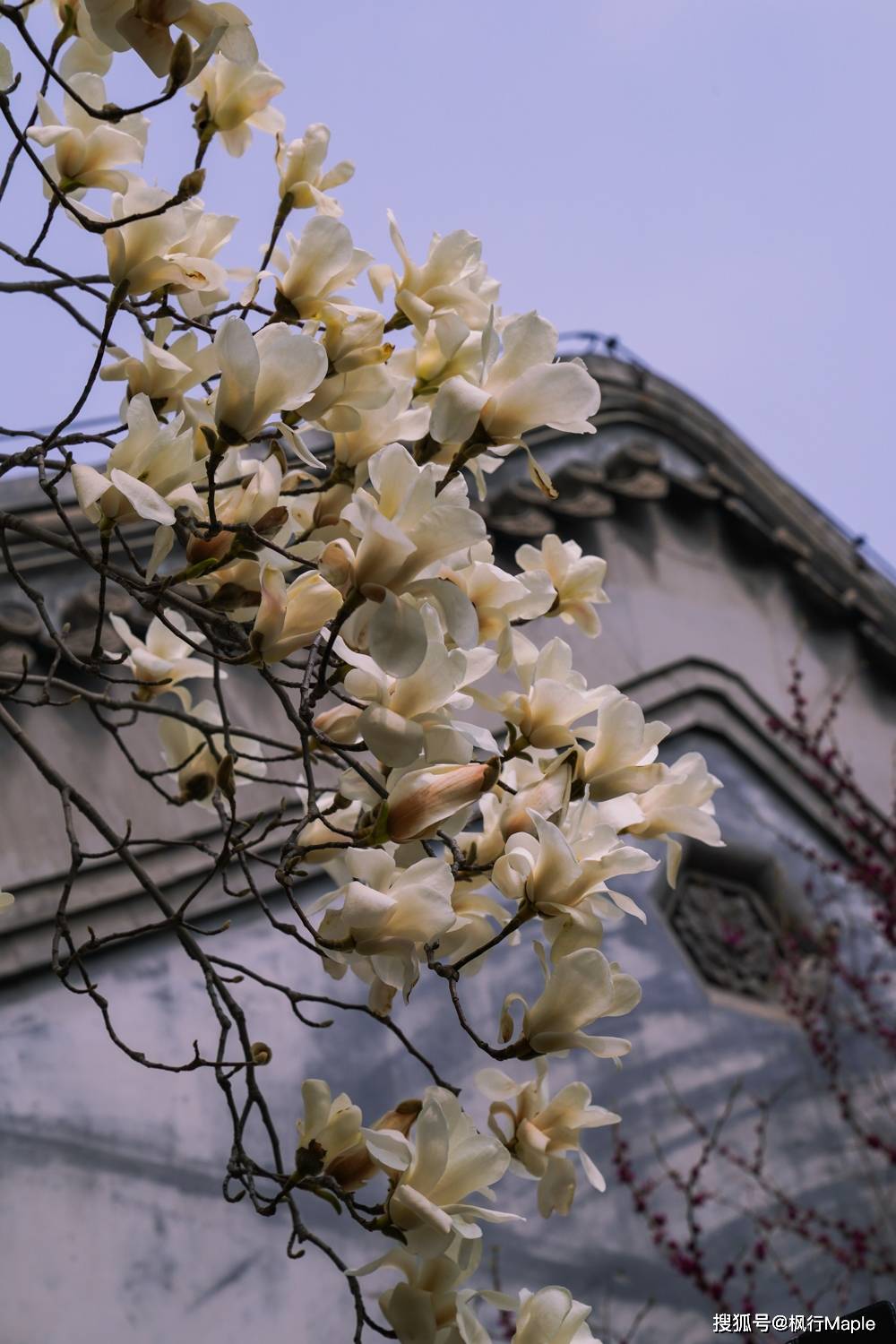 北京京西古刹大觉寺，不仅300年玉兰正开放，还有樱花正花期