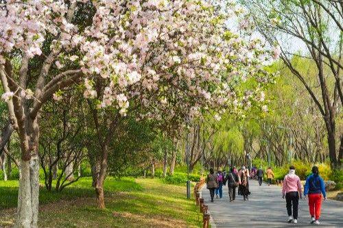 济南森林公园迎来最美花季，花团锦簇吸引众多市民前来踏春赏花