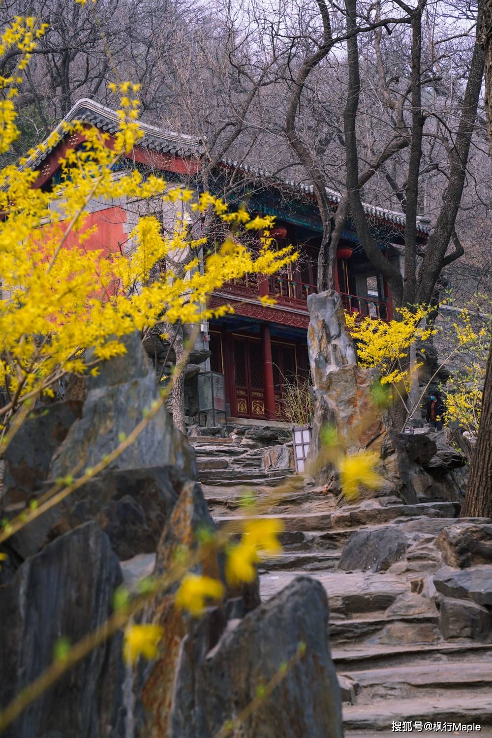 北京京西古刹大觉寺,不仅300年玉兰正开放,还有樱花正花期