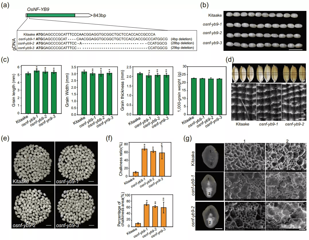 图片说明:osnf-yb9 敲除影响粒形并增加种子垩白3.