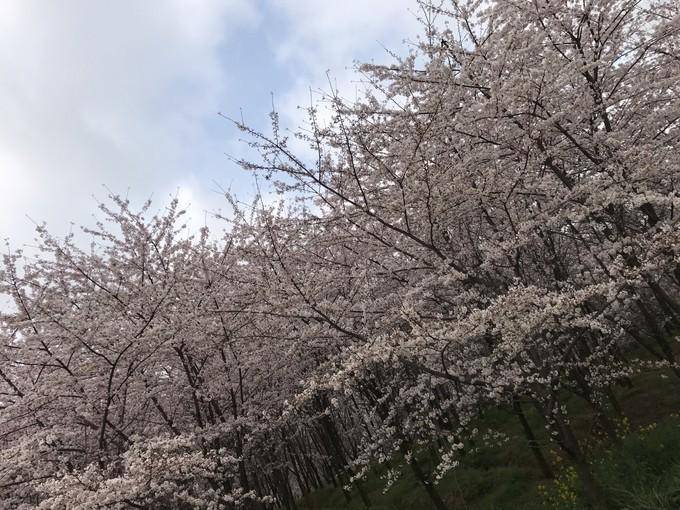 贵州中部一个市，距离贵阳90公里，拥有世界最大的樱花基地